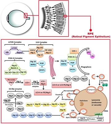 Autophagy Dysfunction and Oxidative Stress, Two Related Mechanisms Implicated in Retinitis Pigmentosa
